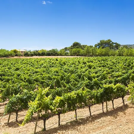Sa Torre (adults Only) Santa Eugenia